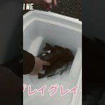 グレの由来　#ジギング #グレ #高知 #釣り #フィッシング