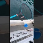 #綱丸　#白甘鯛　#釣り　#一つテンヤ #宇和島