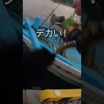 堤防でのんびり釣りしてたらデカい怪魚が釣れた