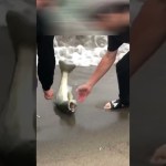 釣り初心者が初めてシーバスを釣った日