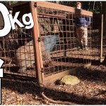 イノシシが箱罠にはいった！！【狩猟 くくり罠 自給自足 田舎暮らし イノシシ エゾシカ アライグマ ヌートリア アナグマ ニホンジカ ゴールデンカムイ サバイバル hunter ハンティング】