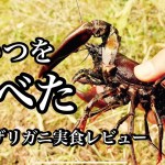 新潟の【ウチダザリガニ】実食　#新潟アウトドア  #新潟キャンプ  #新潟釣り #ウチダザリガニ