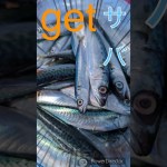 プロ釣りプレイヤーが鯖を釣る！