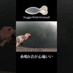 バス掛けた後の糸鳴り音フェチ。 #霞ヶ浦バス釣り