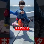 釣り　#釣り #壱岐島 #船釣り #釣り初心者 #入れ食い #海釣り #長崎釣り
