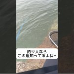 釣り人ならこの魚知ってるよね？