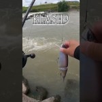 【バス釣り】KLASH9とジョイクロで遠賀川challenge♪#ビッグベイト#遠賀川#釣りガール