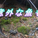 [秩父渓流]涼しくなる時短釣り動画