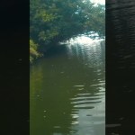 #バス釣り #ブラックバス #茨城県 #アウトドア #魚釣り #霞水系