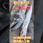 南大阪人工島最新釣果情報　#青物  #釣り兎えび  #釣果速報  #貝塚人工島