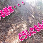 セローで行く林道ツーリング　小久田林道