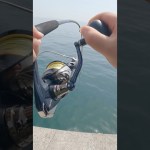 魚の強烈な引き#釣り #ヒットシーン #コブダイ