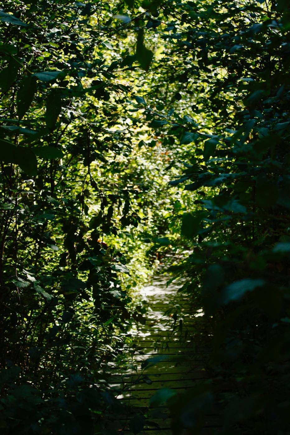 _MG_1500