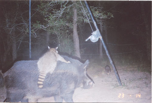 Raccoon on a warthog