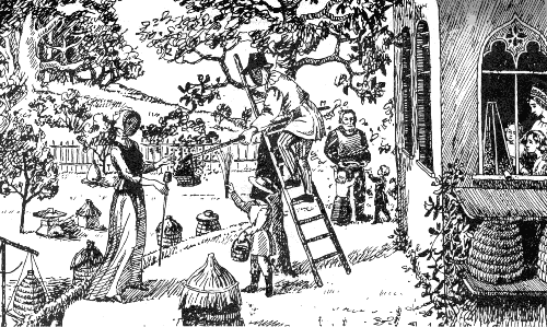 http://outdoorplace.org/beekeeping/graphics/vitvitsky1.gif