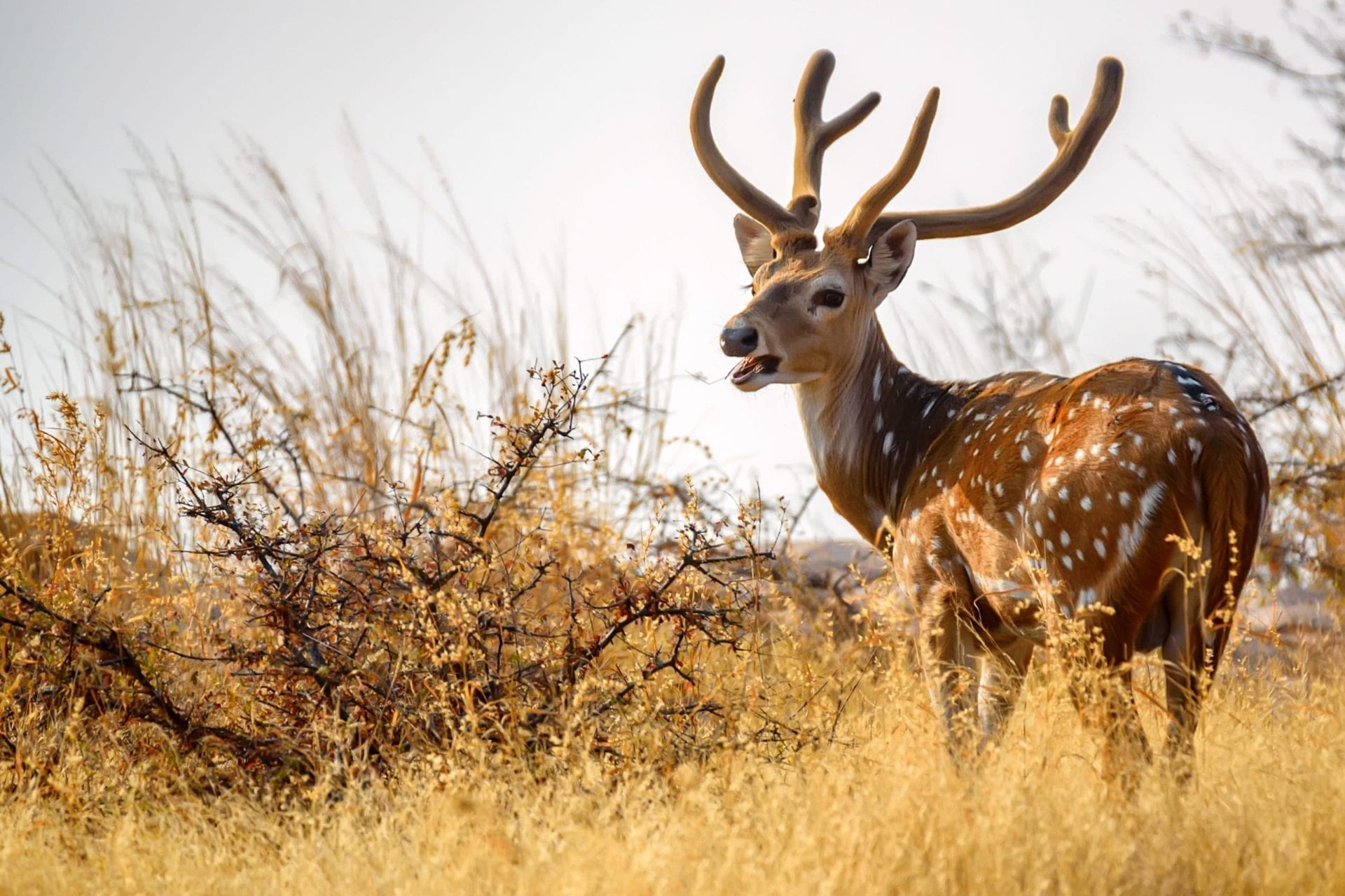 Exotic Hunts Outdoors International
