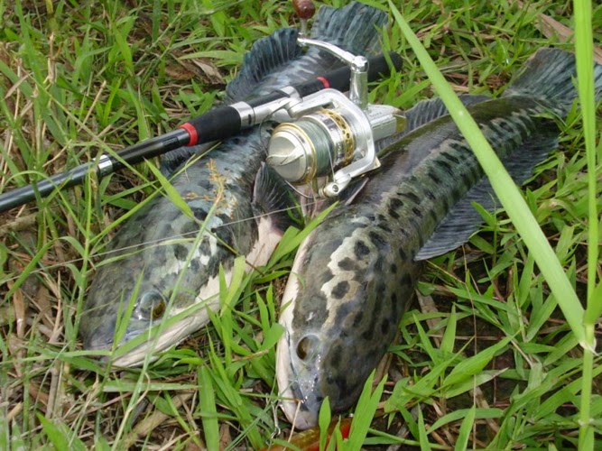 Download Gratis Gambar Jual Ikan Predator Gabus Toman Kota Depok Sawanganstore Terupdate by Lampunghits.com