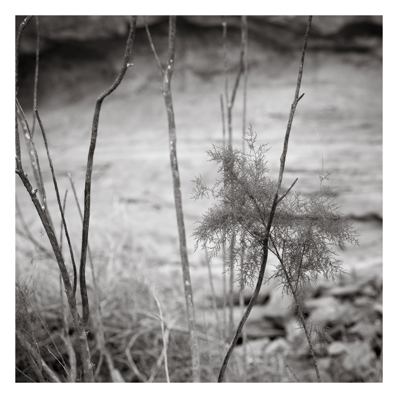 Tamarisk #2