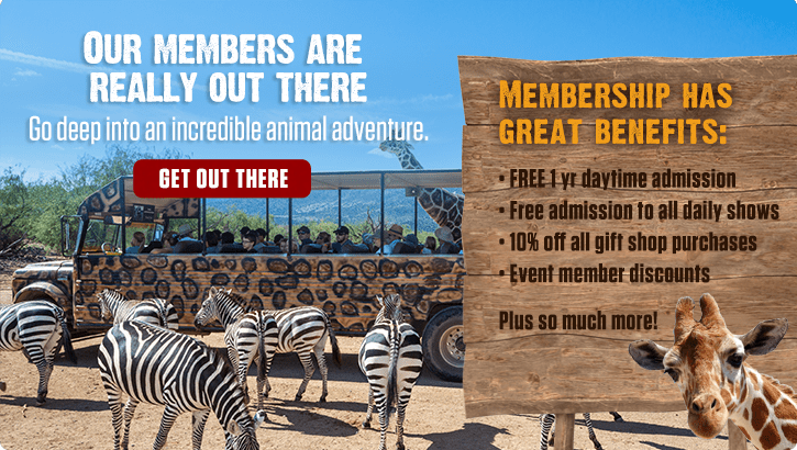 Wildlife Park In Arizona Out Of Africa