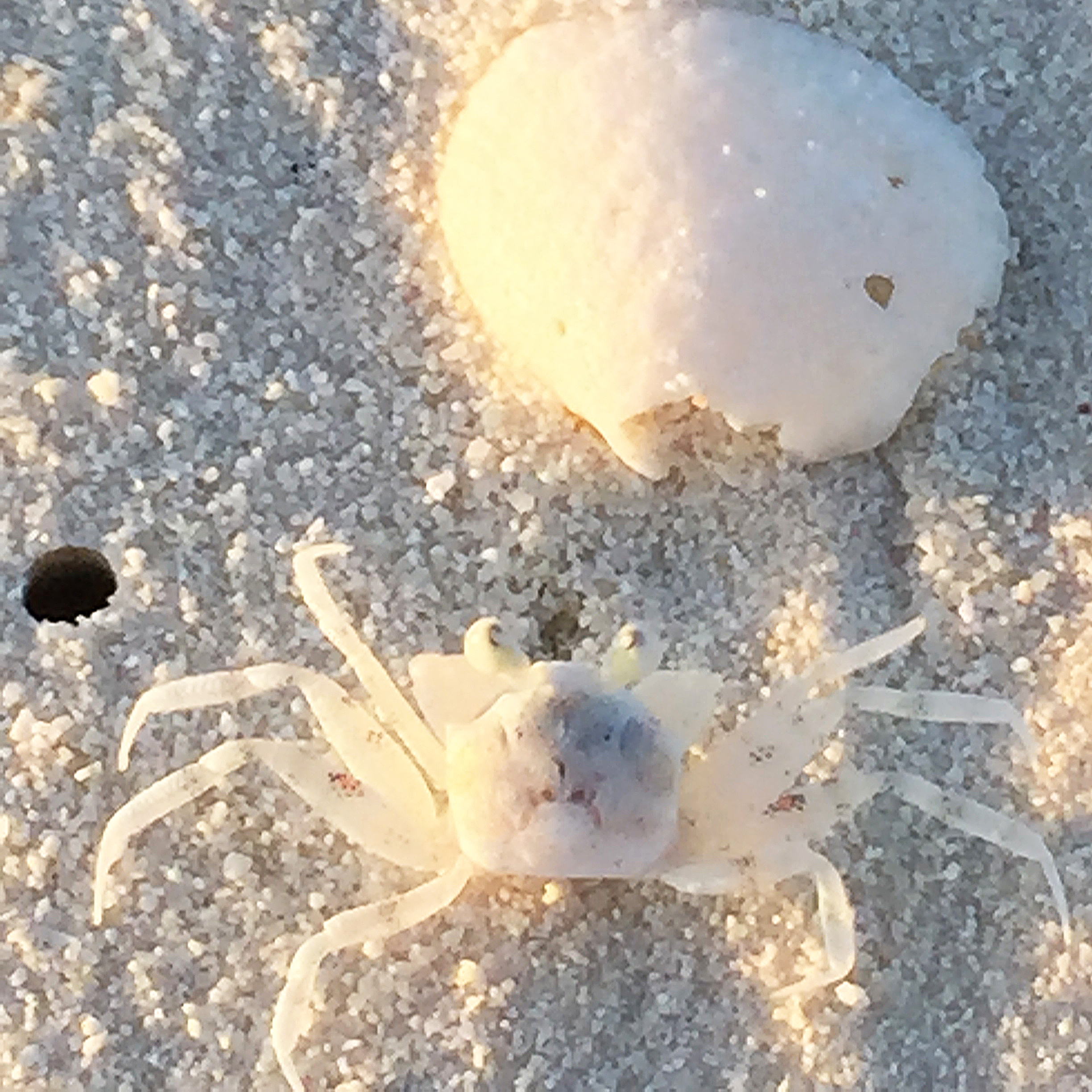 Maldives Cocoa Island Crab