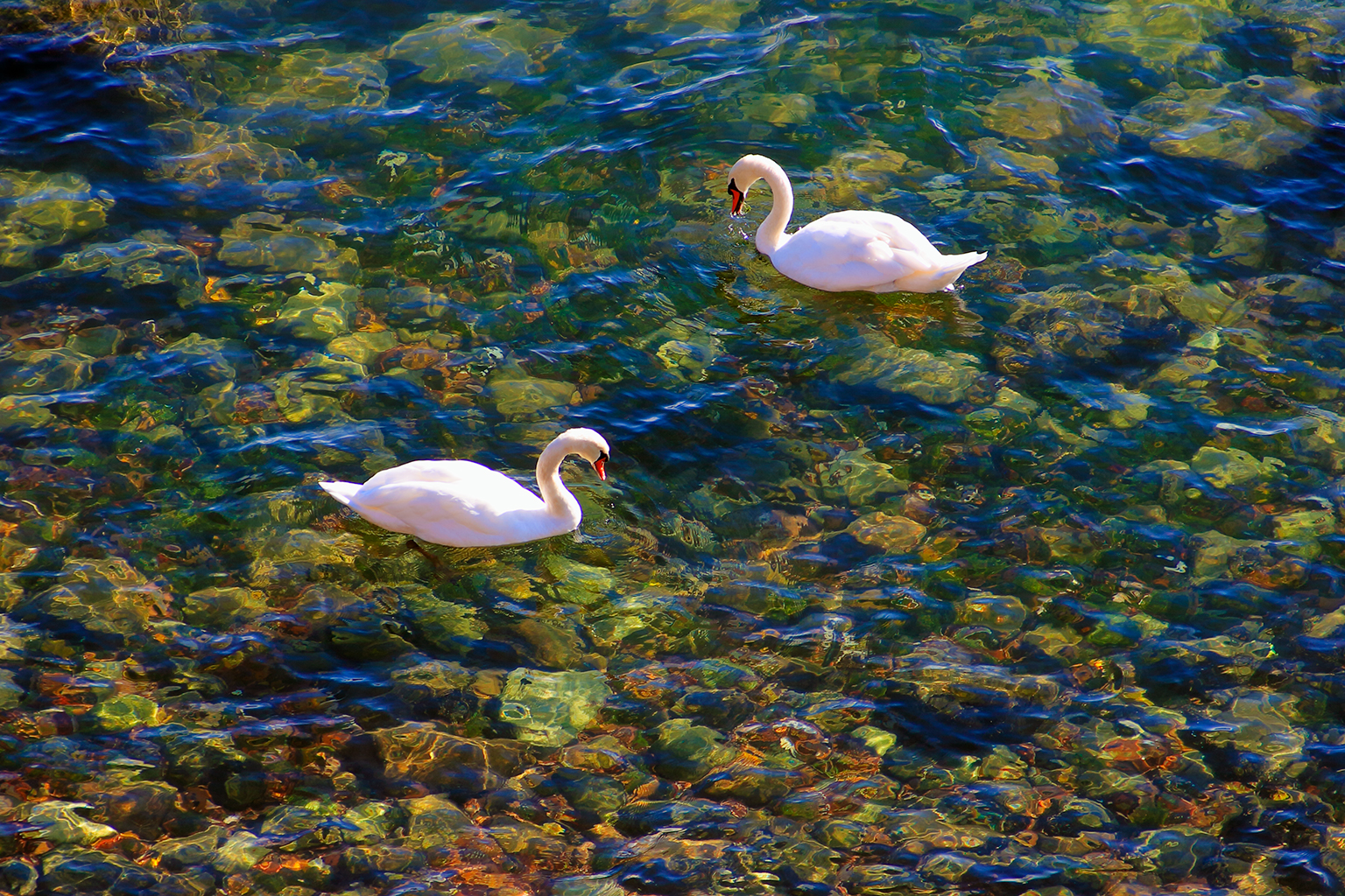 Mute Swans - Lake Ontario