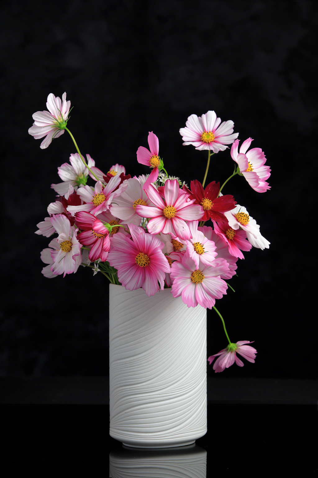 Into The Cosmos - Cosmos blooms in white vase with near black background