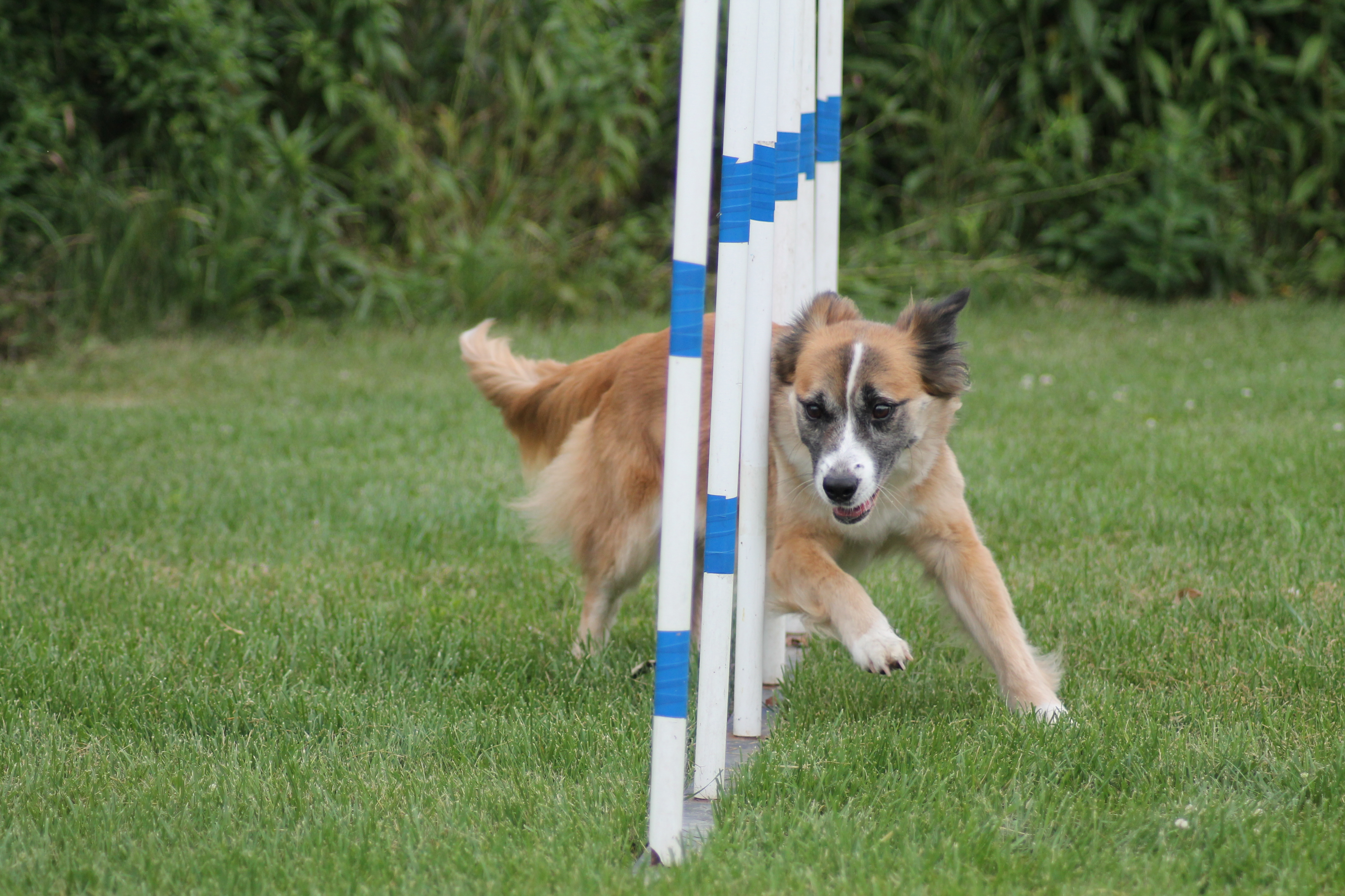 The worst mistake you made when choosing your dog. Overdale Kennel