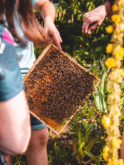 Educational Resources for Beekeepers