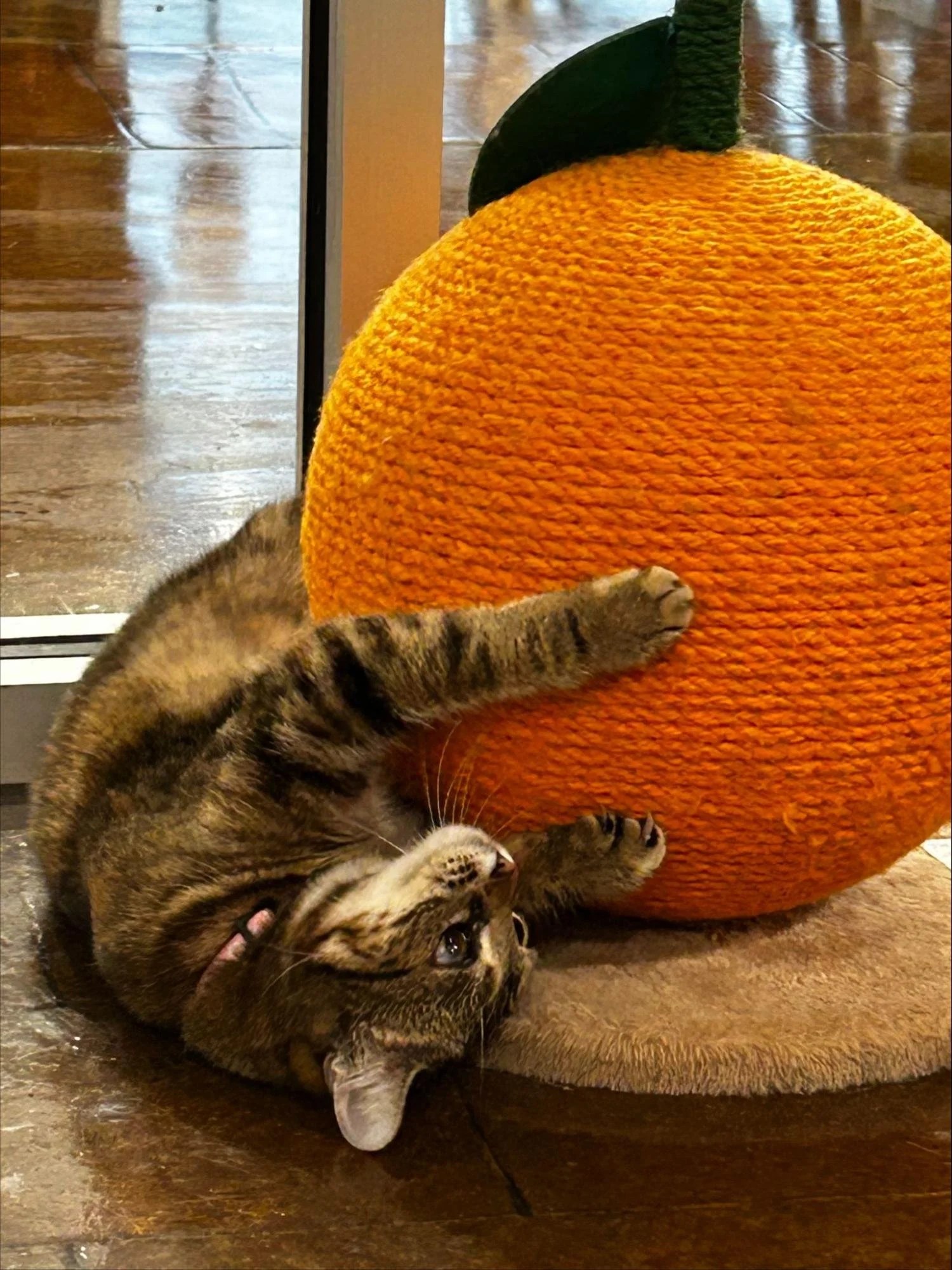 The purrfect blend: an experience with Tulsa's new cat cafe – The