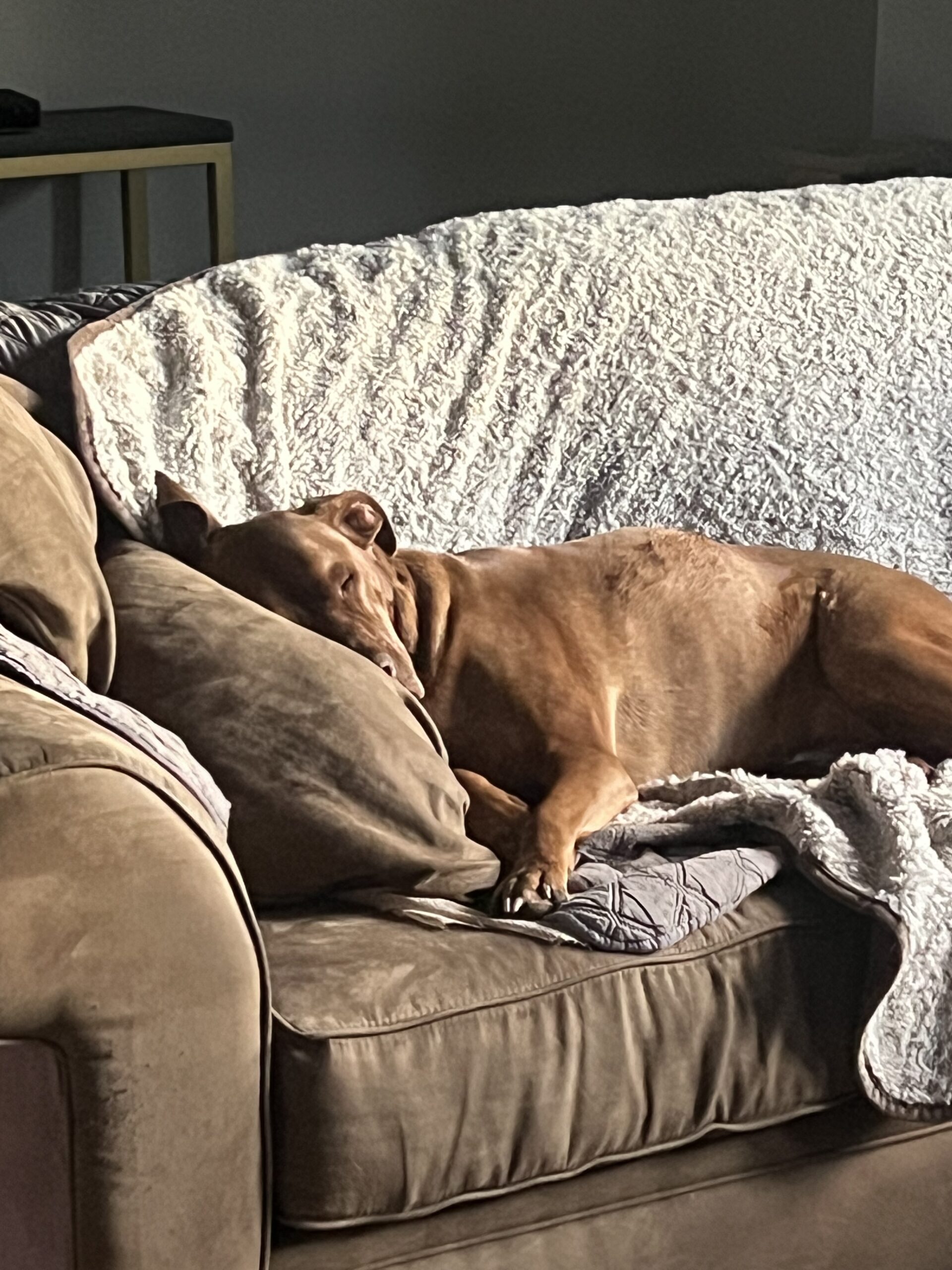 Dog sleeping on couch