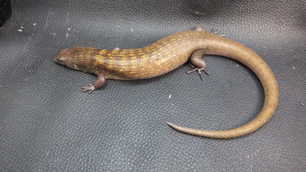 クマドリカラタケトカゲ ♀ 2 | オーナーズフィッシュ