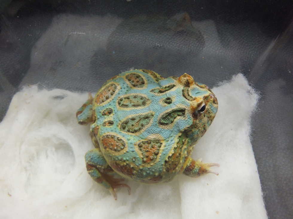 クランウェルツノガエル No | オーナーズフィッシュ