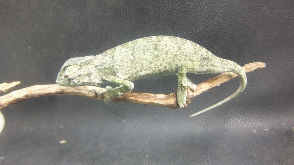 セネガルカメレオン ♂ 2 | オーナーズフィッシュ