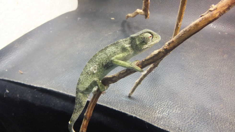 セネガルカメレオン ♂ 4 | オーナーズフィッシュ