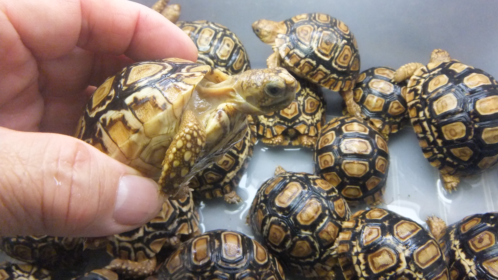 ヒョウモンリクガメ | オーナーズフィッシュ
