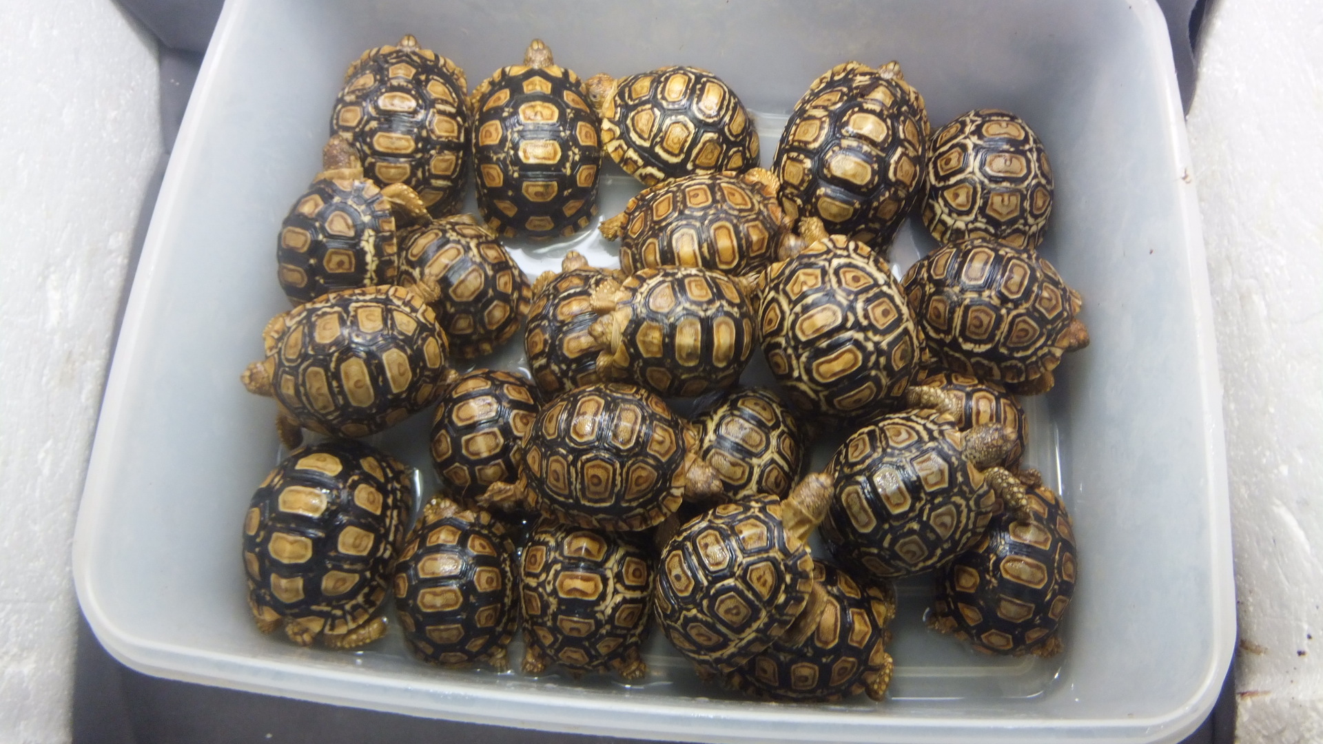 ヒョウモンリクガメ | オーナーズフィッシュ ヒョウモンリクガメ | オーナーズフィッシュ