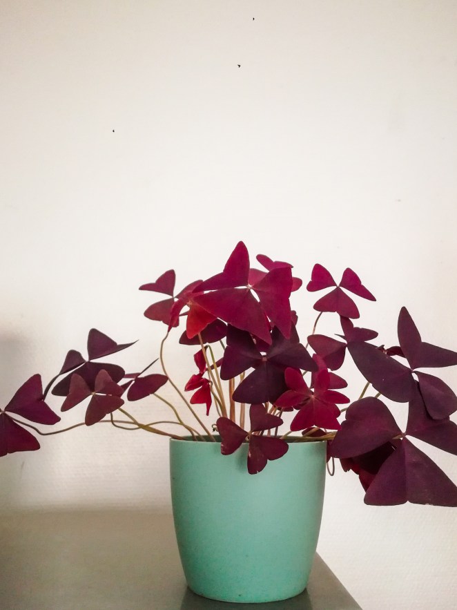 Oxalide pourpre - Oxalis triangularis