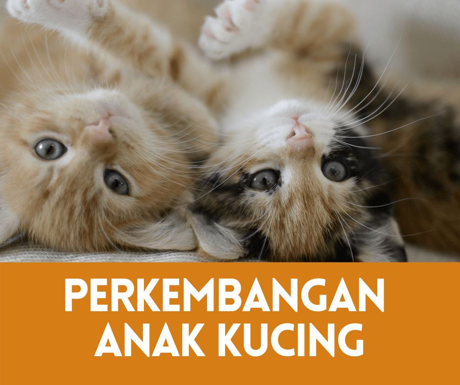 (2025) perkembangan anak kucing baru lahir hingga 8 minggu • semuanya