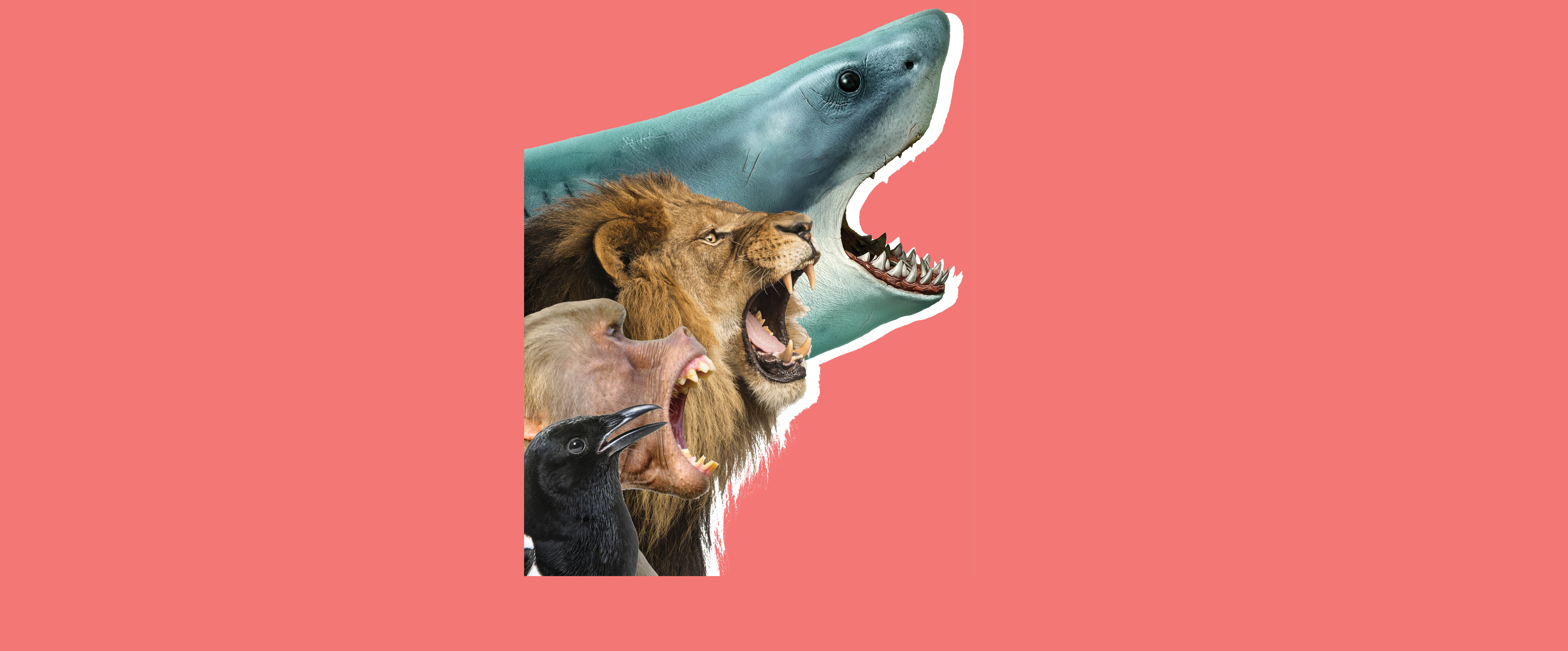 A digitally assembled montage of various animal heads progressing in size from an ostrich to a lion to a shark against a pink background.