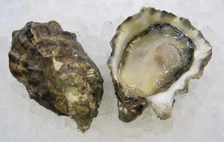 Totten Inlet Oysters — half shell appearance
