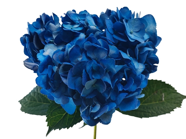 Hydrangea premium tinted lilac abs - Van VLIET Flower Group