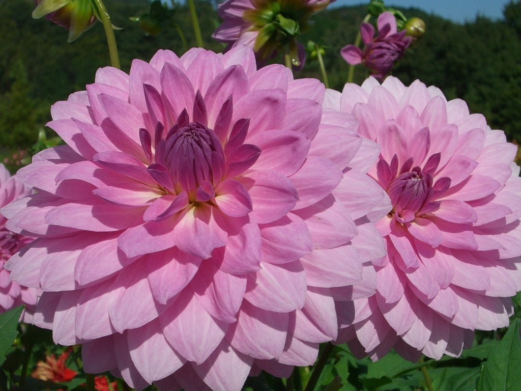 球根花球根花卉的園林應用和發展前景 植物花卉 園林吧 Uhlwc