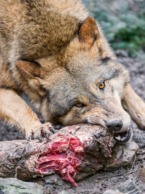 loup mangeant de la viande