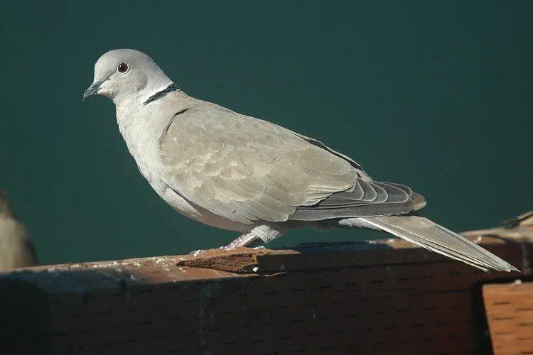 Tórtola doméstica