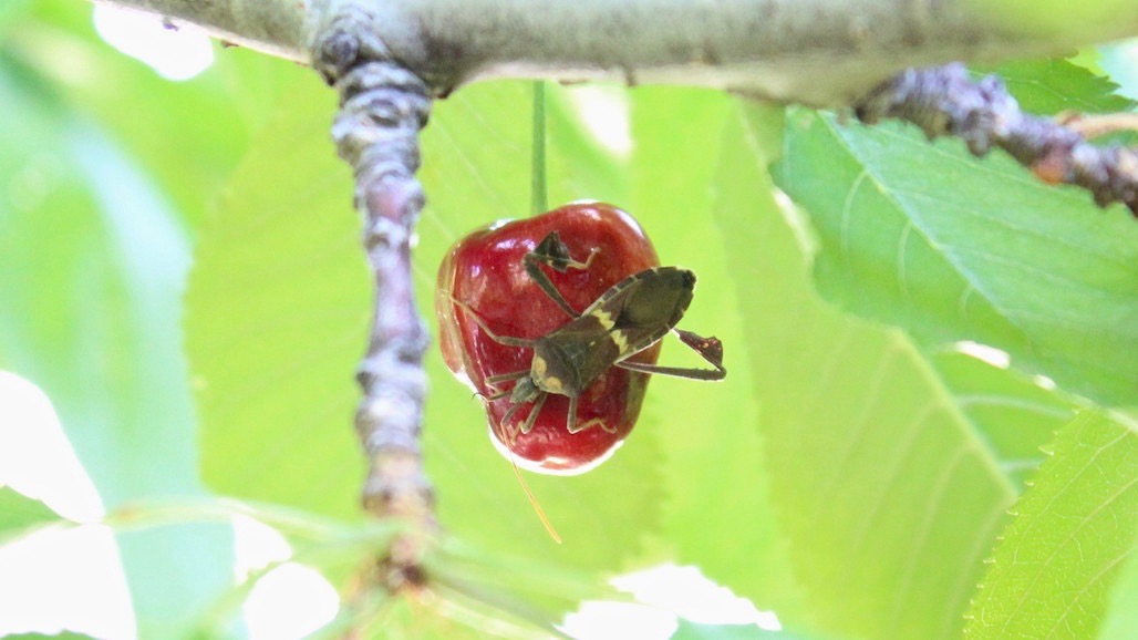 pic Almond Pests California leaffooted bug species may be changing pacific nut producer magazine