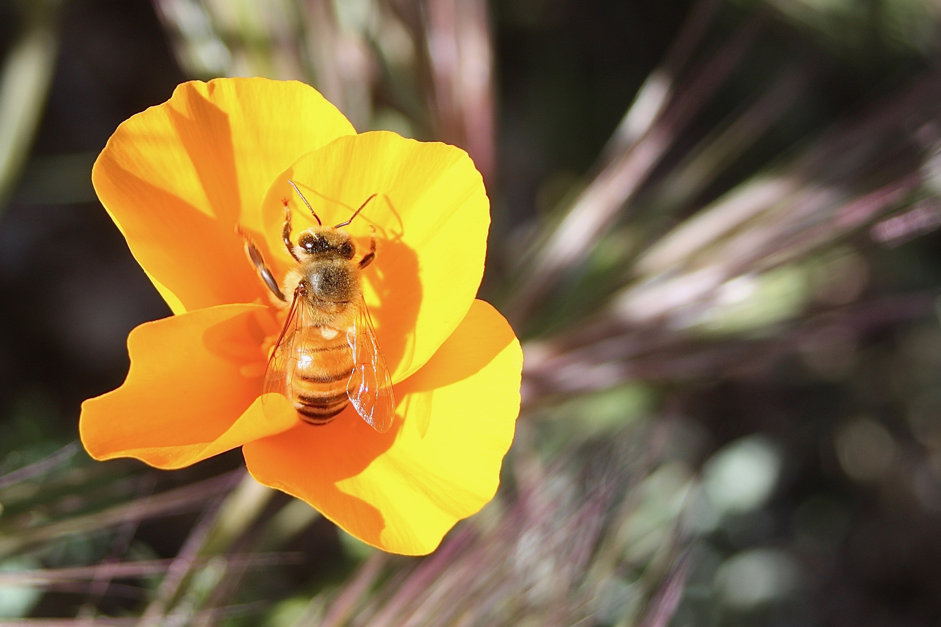 California Poppy/Bee (c)SPegany