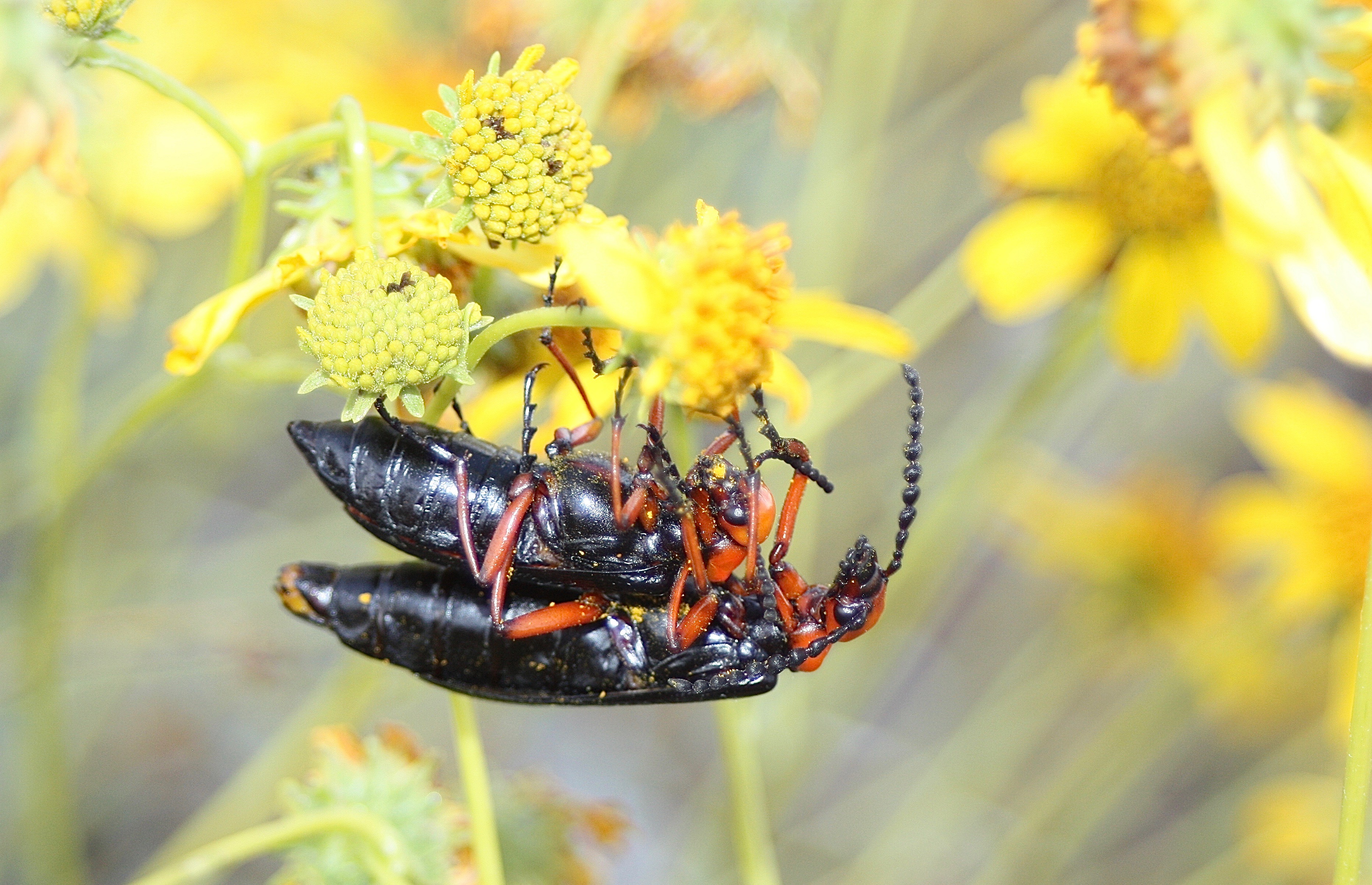Master Blister Beetles (c)SPegany