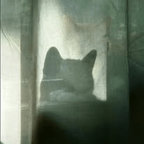 shadow kitty.webp