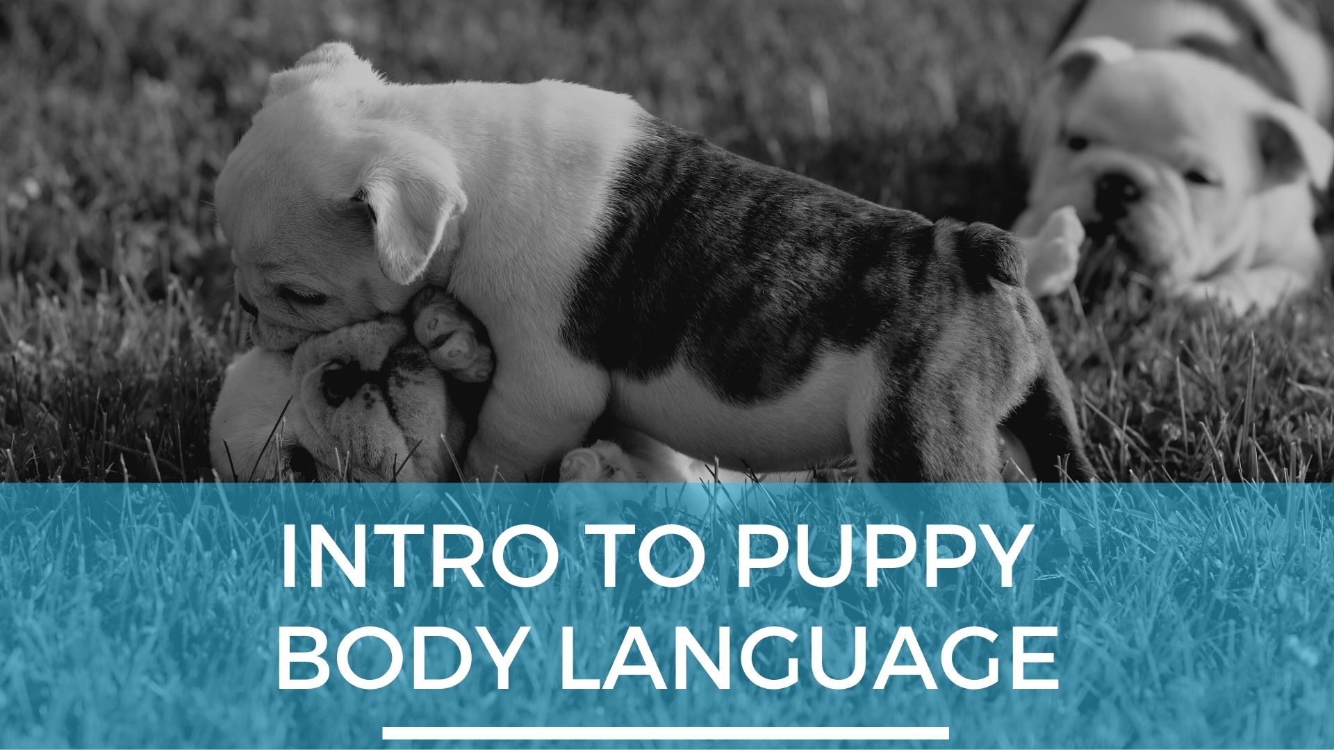 Intro to puppy body language
