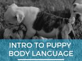 Intro To Puppy Body Language Pack Method Prep